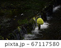 川にたたずむコケ 67117580