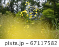 菜の花から見る菜の花 67117582