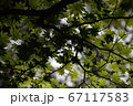 葉のシルエット 67117583