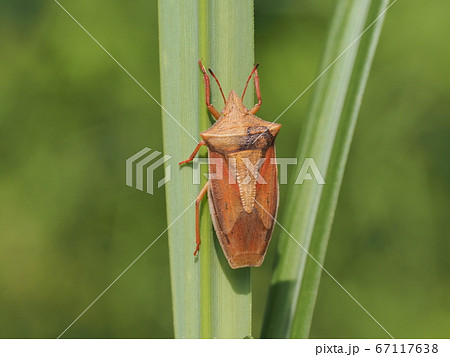 エビイロカメムシ 67117638