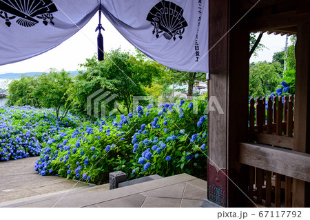 あじさい寺 秋田県雲昌寺の写真素材