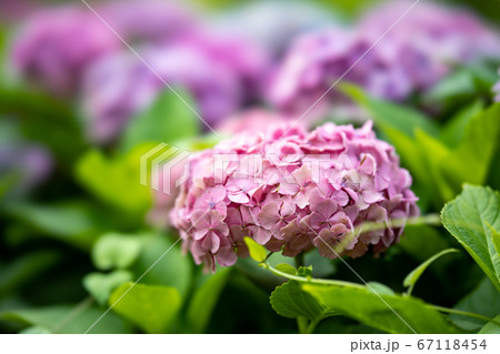 上野公園不忍池の紫陽花の写真素材