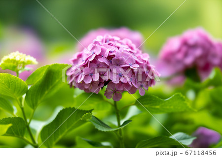 上野公園不忍池の紫陽花の写真素材