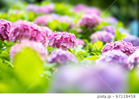 上野公園不忍池の紫陽花 上野公園不忍池の紫陽花 67118458