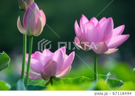 ハスの花 ハスの花 67118494