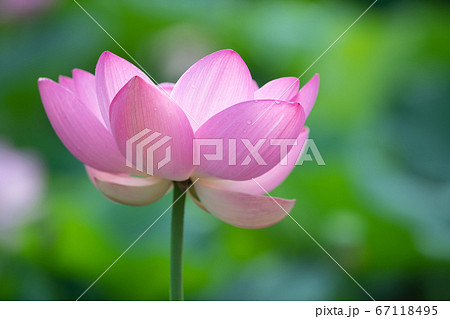 ハスの花 67118495