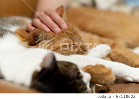 猫と暮らす 67118602
