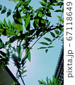 草 67118649