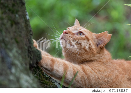 伸びをする猫　　　茶トラ猫 67118887