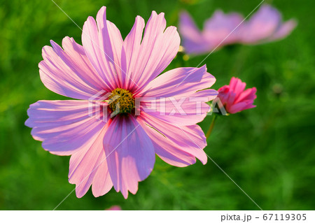 秋イメージ (コスモス) 秋イメージ (コスモス) 67119305