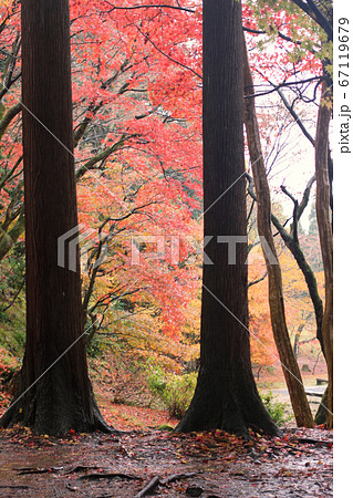 紅葉の季節の滋賀 鶏足寺 紅葉の季節の滋賀 鶏足寺 67119679