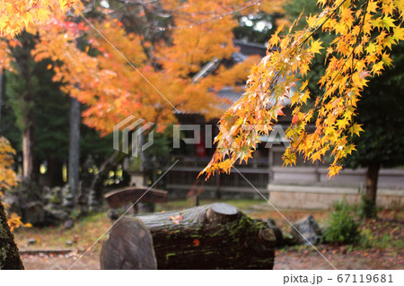 紅葉の季節の滋賀　鶏足寺 67119681