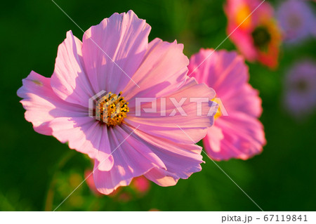 秋イメージ (コスモス) 秋イメージ (コスモス) 67119841
