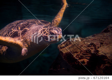 ウミガメ ウミガメ 67120164