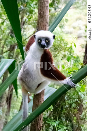A sifaka lemur sits on a branch A sifaka lemur sits on a branch 67120348