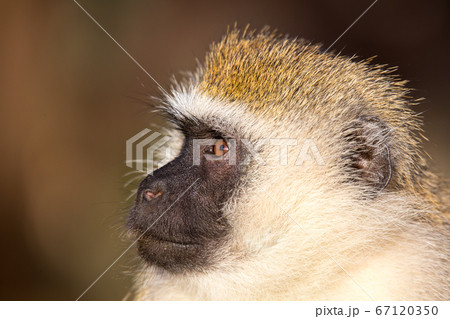 A portrait of a monkey A portrait of a monkey 67120350
