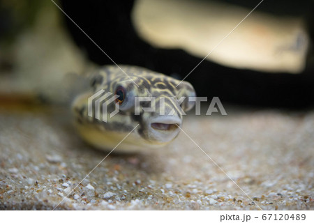 ふぐ三昧 ふぐ三昧 67120489