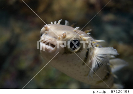 ふぐ三昧 67120493