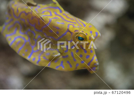 ふぐ三昧 ふぐ三昧 67120496