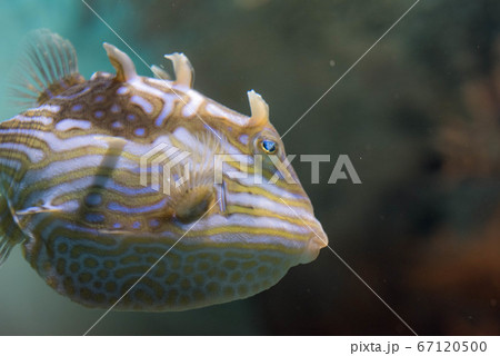 ふぐ三昧 67120500