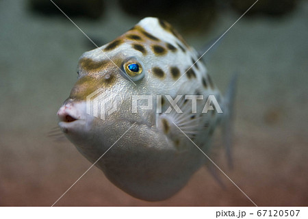 ふぐ三昧 67120507