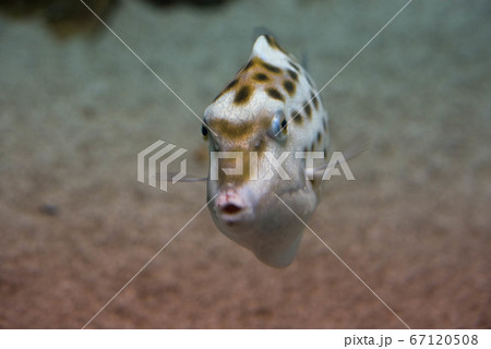 ふぐ三昧 ふぐ三昧 67120508