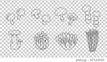 手書きのきのこのイラスト 秋の味覚 松茸 椎茸のイラスト素材