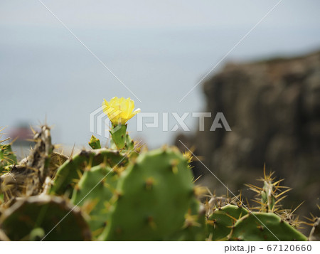 台湾澎湖・虎井嶼 オプンティア サボテンの花 / Opuntia, Hujing, Taiwan 67120660
