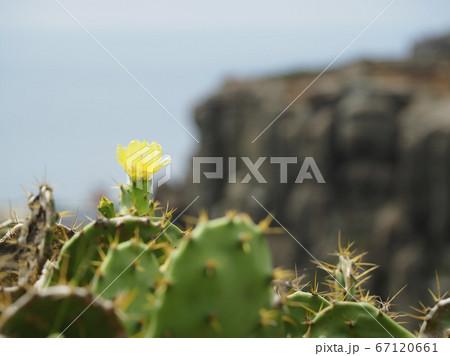 台湾澎湖・虎井嶼 オプンティア サボテンの花 / Opuntia, Hujing, Taiwan 67120661