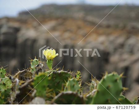 台湾澎湖・虎井嶼 オプンティア サボテンの花 / Opuntia, Hujing, Taiwan 台湾澎湖・虎井嶼 オプンティア サボテンの花 / Opuntia, Hujing, Taiwan 67120759