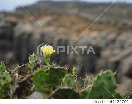 台湾澎湖・虎井嶼 オプンティア サボテンの花 / Opuntia, Hujing, Taiwan 台湾澎湖・虎井嶼 オプンティア サボテンの花 / Opuntia, Hujing, Taiwan 67120760