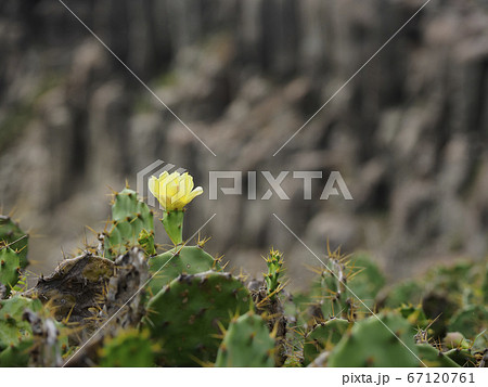 台湾澎湖・虎井嶼 オプンティア サボテンの花 / Opuntia, Hujing, Taiwan 67120761