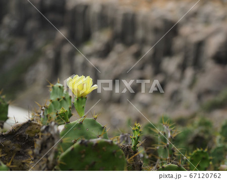 台湾澎湖・虎井嶼 オプンティア サボテンの花 / Opuntia, Hujing, Taiwan 67120762