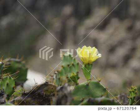 台湾澎湖・虎井嶼 オプンティア サボテンの花 / Opuntia, Hujing, Taiwan 台湾澎湖・虎井嶼 オプンティア サボテンの花 / Opuntia, Hujing, Taiwan 67120764