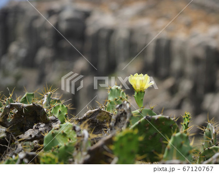 台湾澎湖・虎井嶼 オプンティア サボテンの花 / Opuntia, Hujing, Taiwan 台湾澎湖・虎井嶼 オプンティア サボテンの花 / Opuntia, Hujing, Taiwan 67120767
