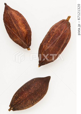 Cocoa beans in pods on a white background Cocoa beans in pods on a white background 67121320
