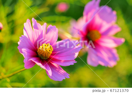 コスモス 67121370
