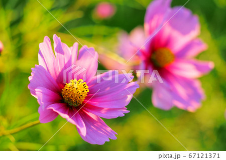 コスモス コスモス 67121371