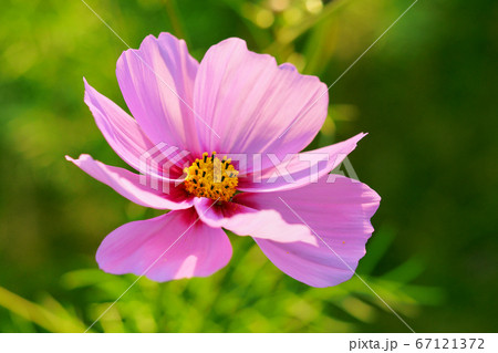 コスモス 67121372