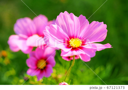 コスモス 67121373
