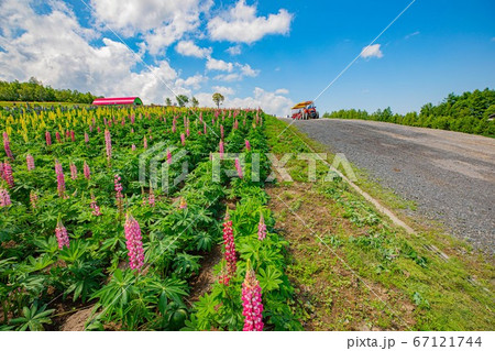 美瑛　四季彩の丘 67121744