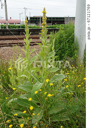 ビロードモウズイカ 67121769