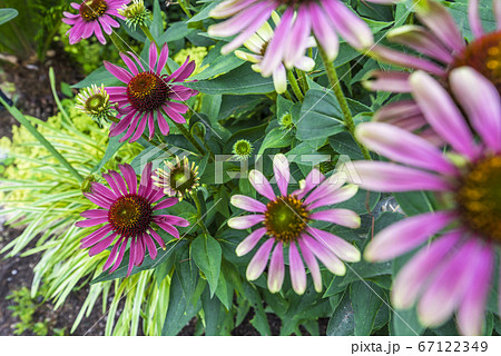 ムラサキバレンギク 67122349