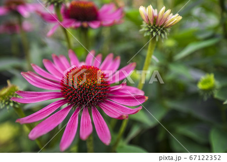 ムラサキバレンギク 67122352