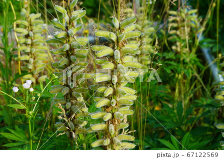 ルピナスの若い種子 67122569