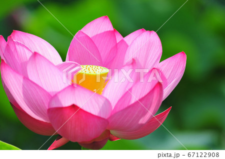 きれいな古代蓮(緑背景) 美しい古代蓮(緑背景)の写真素材