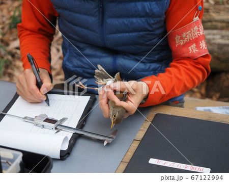 渡り鳥の調査 67122994