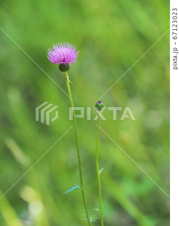 ノアザミ ノアザミ 67123023