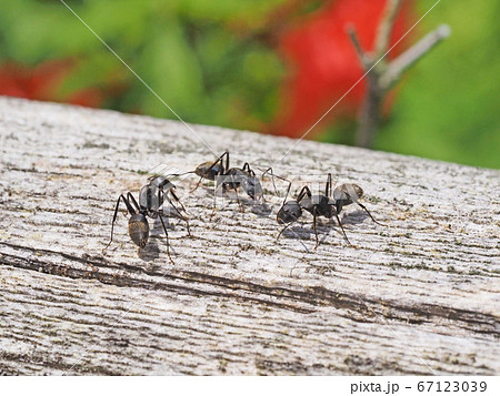 クロオオアリ 67123039