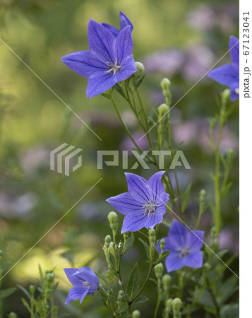 桔梗 桔梗 67123041